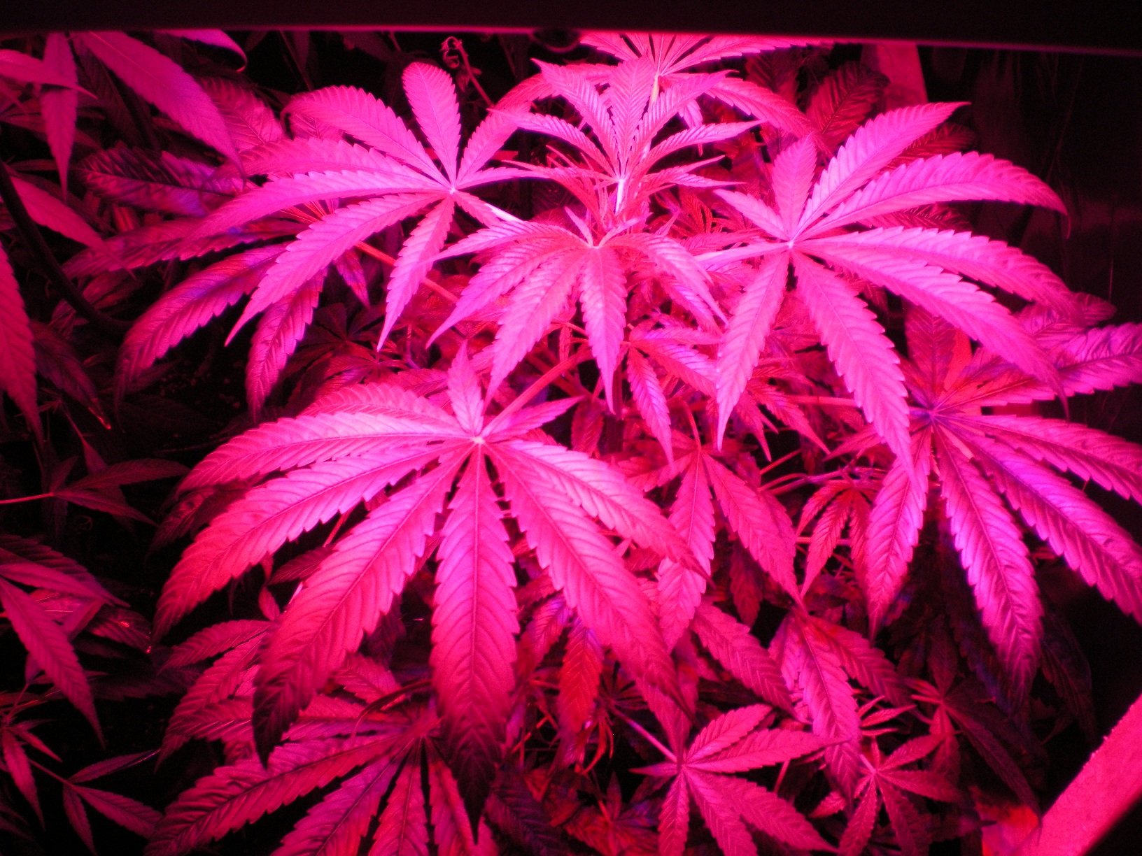 Cultivo indoor de cannabis medicinal em ambiente controlado, com plantas saudáveis sob luz artificial